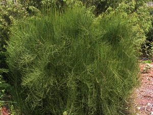 Vivers Càrex - Ephedra nebrodensis 